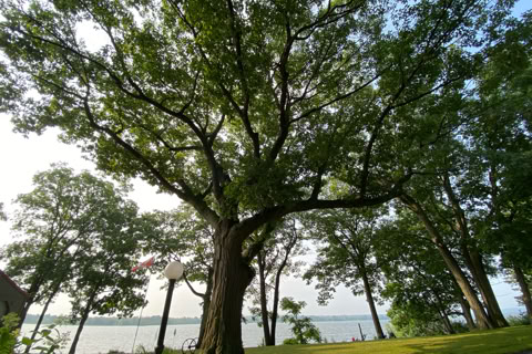 A large tree with sprawling branches stands near a body of water, surrounded by grass and other trees.